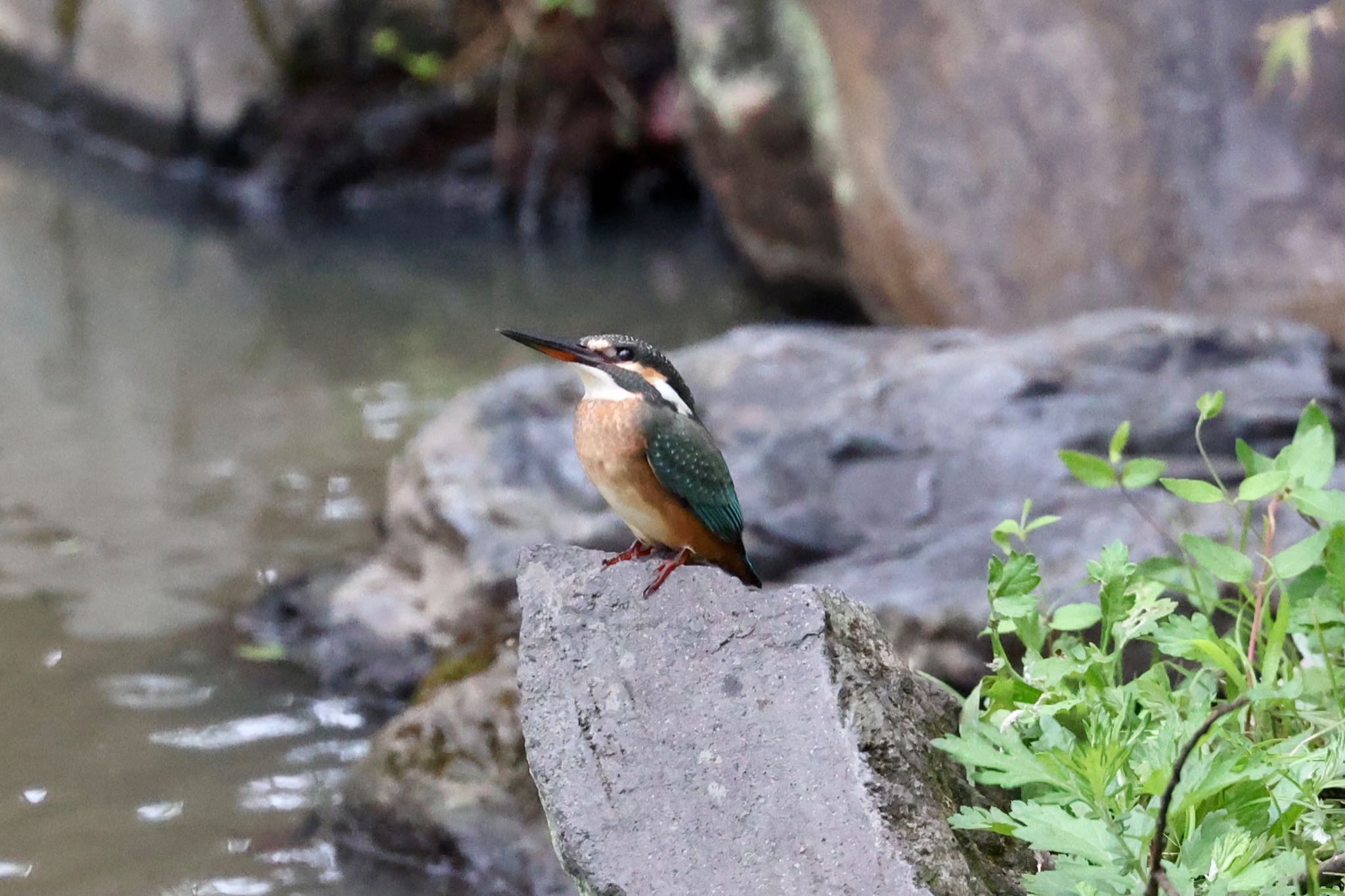 名古屋平和公園 カワセミの写真