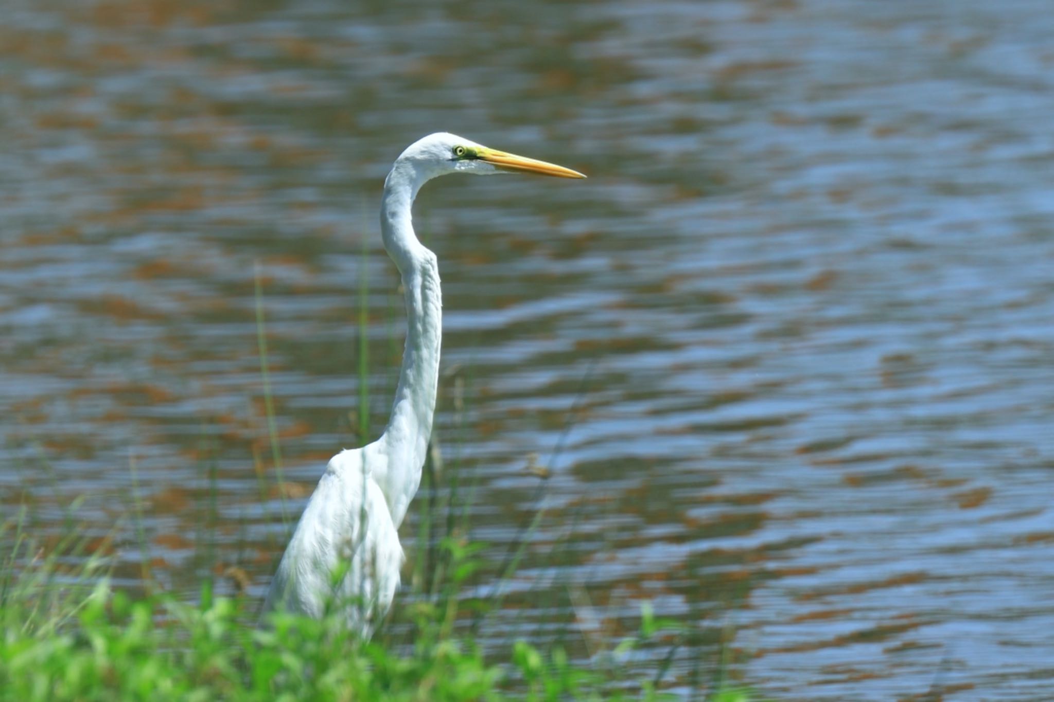 落合公園 ダイサギの写真 by Yoshitaka Ito