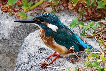 カワセミ 下松市切戸川下流 2021年8月9日(月)