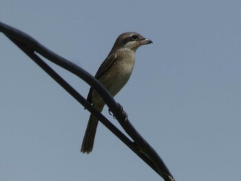 Brown Shrike(lucionensis) Yoron Island Mon, 9/6/2021