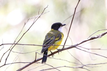 Australian Golden Whistler Royal National Park Sat, 2/11/2017