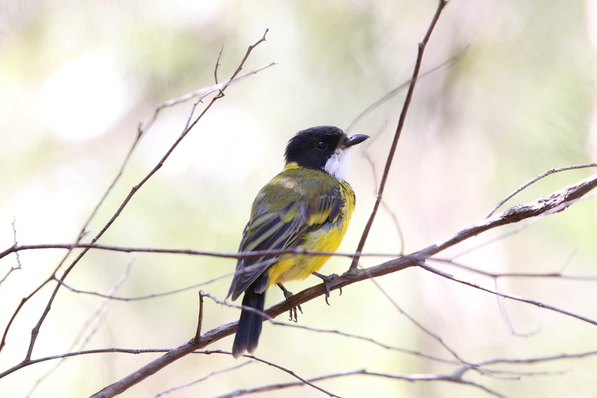 Royal National Park キバラモズヒタキの写真 by Trio