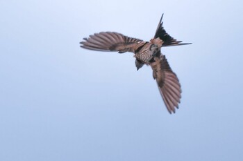 Red-rumped Swallow 周南市大河内 Thu, 8/5/2021