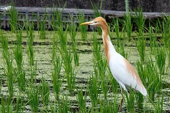 アマサギ 山口県下松市我が家の裏の田んぼ 2021年6月27日(日)