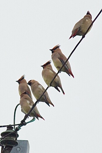 Japanese Waxwing 山口県下松市 Sun, 5/10/2020