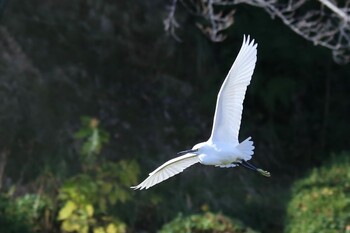 コサギ 周南緑地公園(山口県周南市) 2020年11月28日(土)