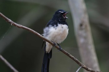 ヨコフリオウギビタキ Royal National Park 2017年2月11日(土)