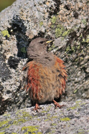 Alpine Accentor 木曽駒ヶ岳 Sat, 8/28/2021