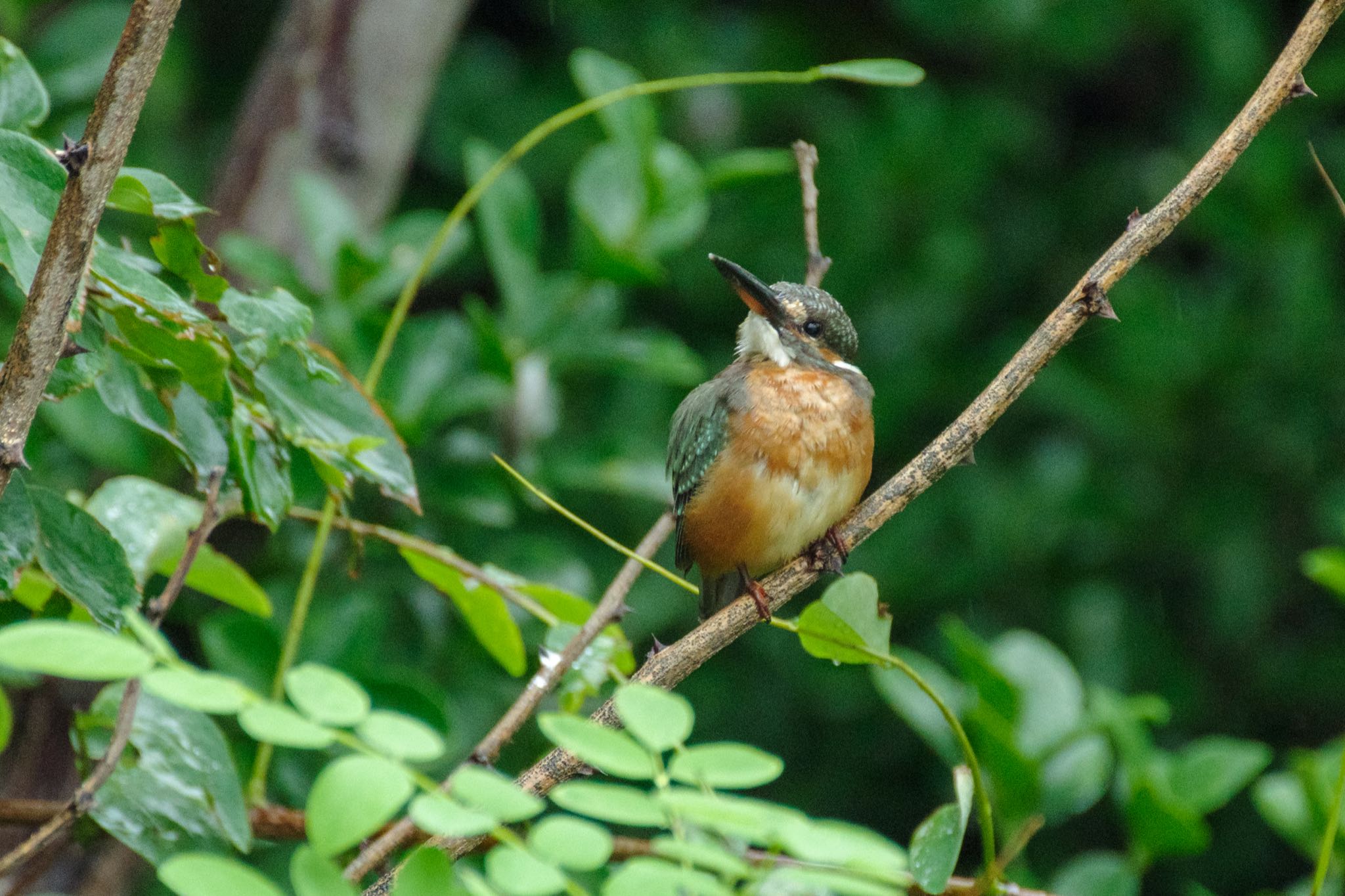 東京港野鳥公園 カワセミの写真 by Marco Birds