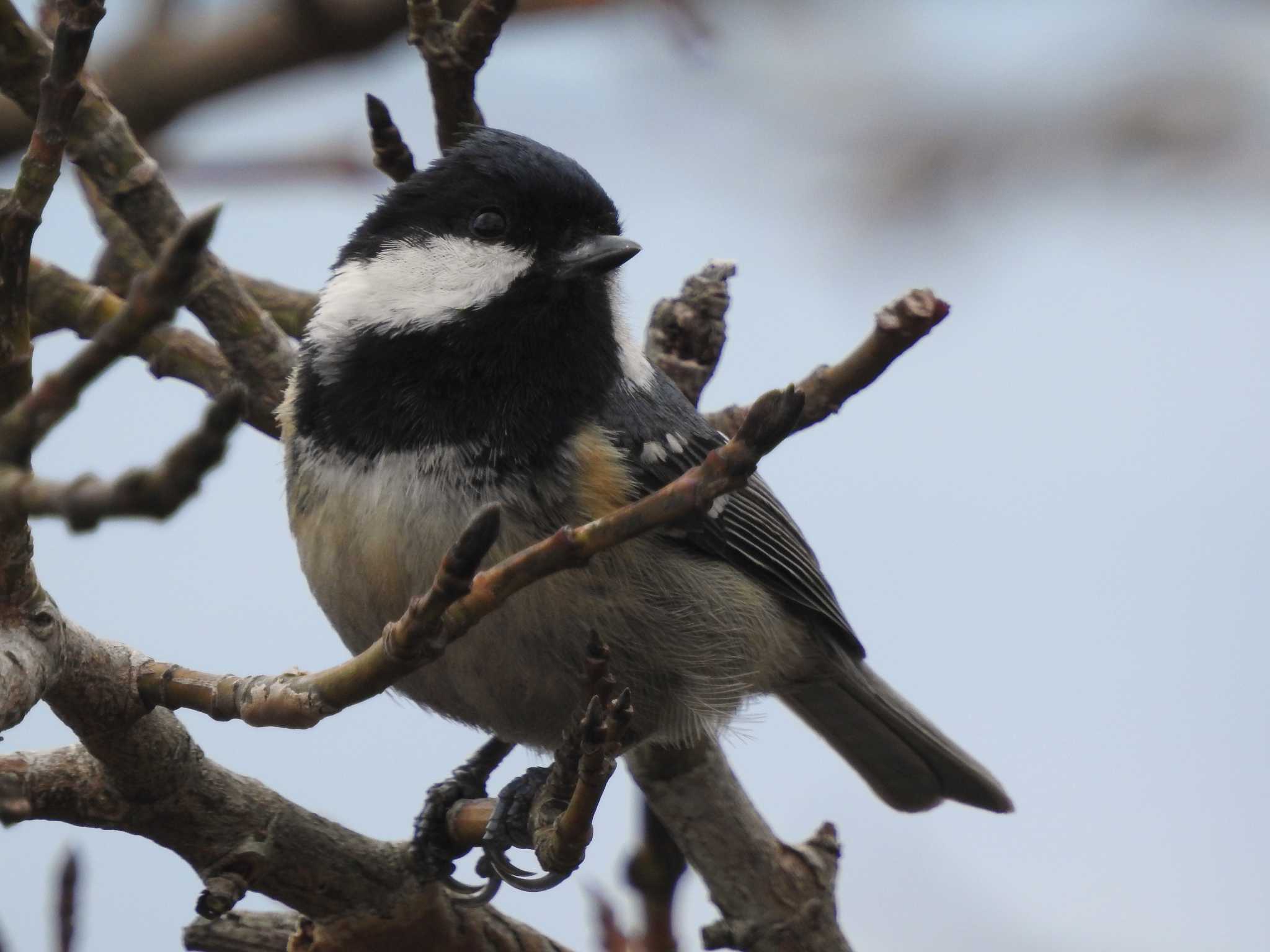 Photo of Coal Tit at 菜の花台 by 結城