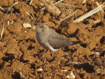 Oriental Pratincole Miyako Island Mon, 9/6/2021