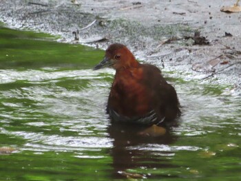 Slaty-legged Crake Miyako Island Mon, 9/6/2021