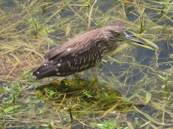 Black-crowned Night Heron Miyako Island Mon, 9/6/2021