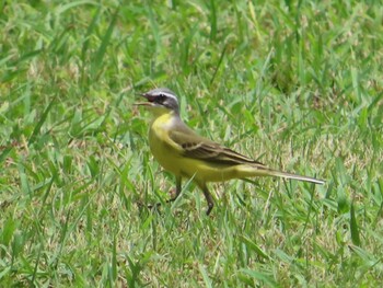 Eastern Yellow Wagtail(simillima) Miyako Island Mon, 9/6/2021