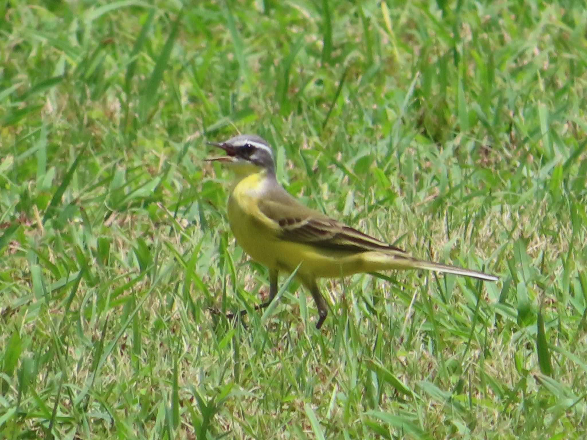 Eastern Yellow Wagtail(simillima)