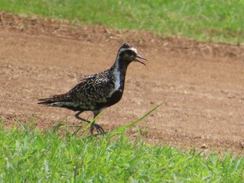 Pacific Golden Plover Miyako Island Mon, 9/6/2021