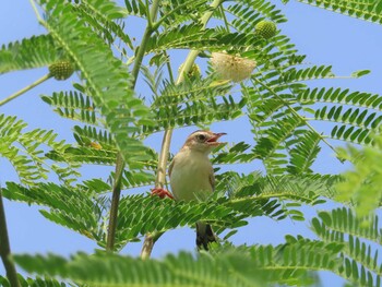 Zitting Cisticola Miyako Island Mon, 9/6/2021