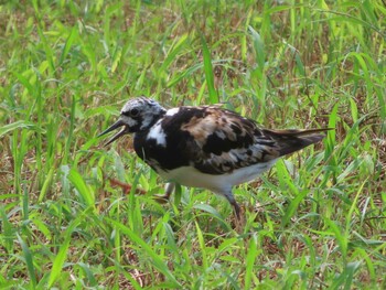 Ruddy Turnstone Miyako Island Mon, 9/6/2021