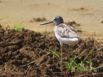 Common Greenshank Miyako Island Mon, 9/6/2021