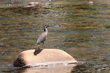 Striated Heron 山口県周南市徳地 Fri, 7/30/2021