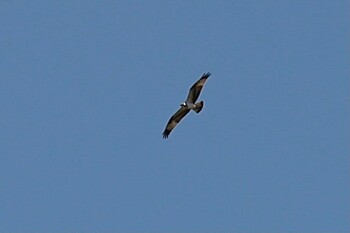 Osprey 山口県周南市徳地 Fri, 7/30/2021