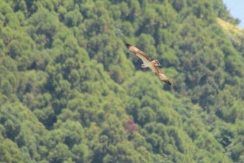 ミサゴ 山口県周南市徳地 2021年7月30日(金)