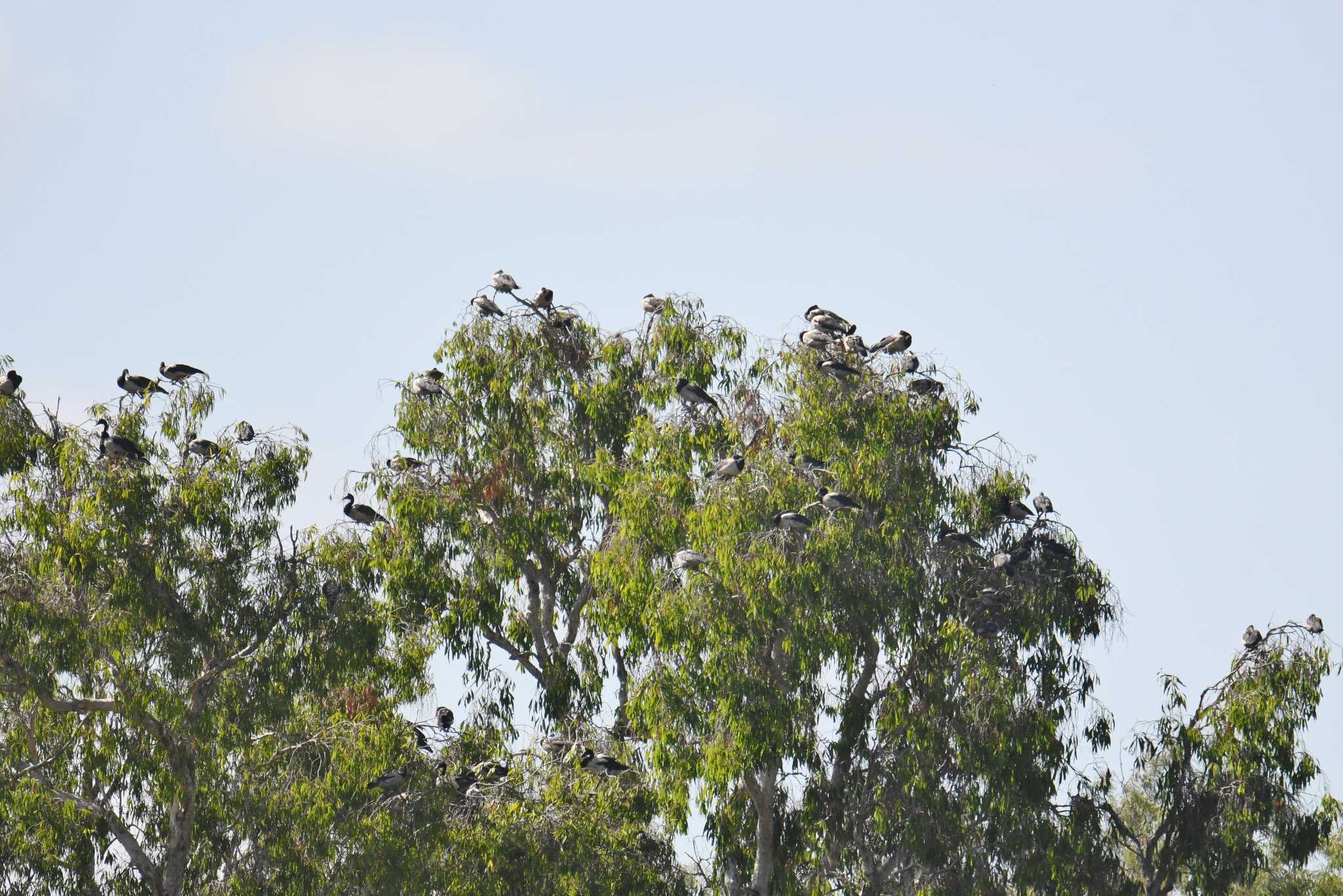 Photo of Magpie Goose at Lake Field National Park by あひる