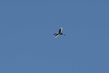 Black-necked Stork Lake Field National Park Sun, 10/20/2019