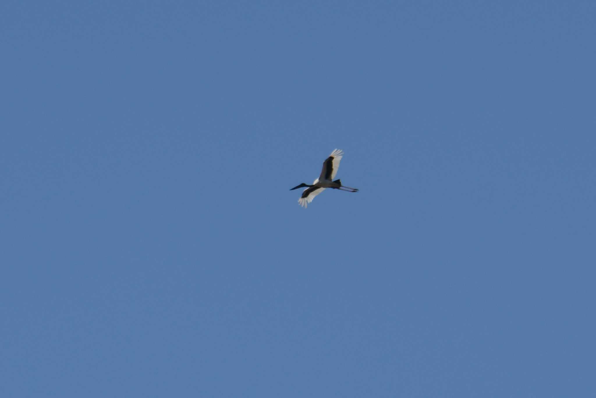 Photo of Black-necked Stork at Lake Field National Park by あひる