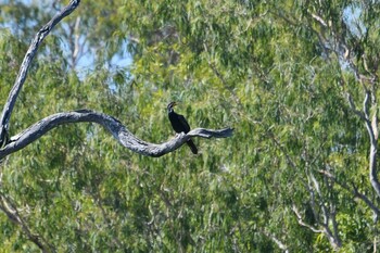 Australasian Darter Lake Field National Park Sun, 10/20/2019