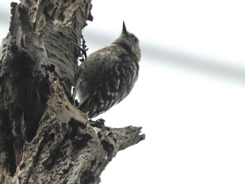 Japanese Pygmy Woodpecker 下永谷市民の森 Wed, 6/23/2021