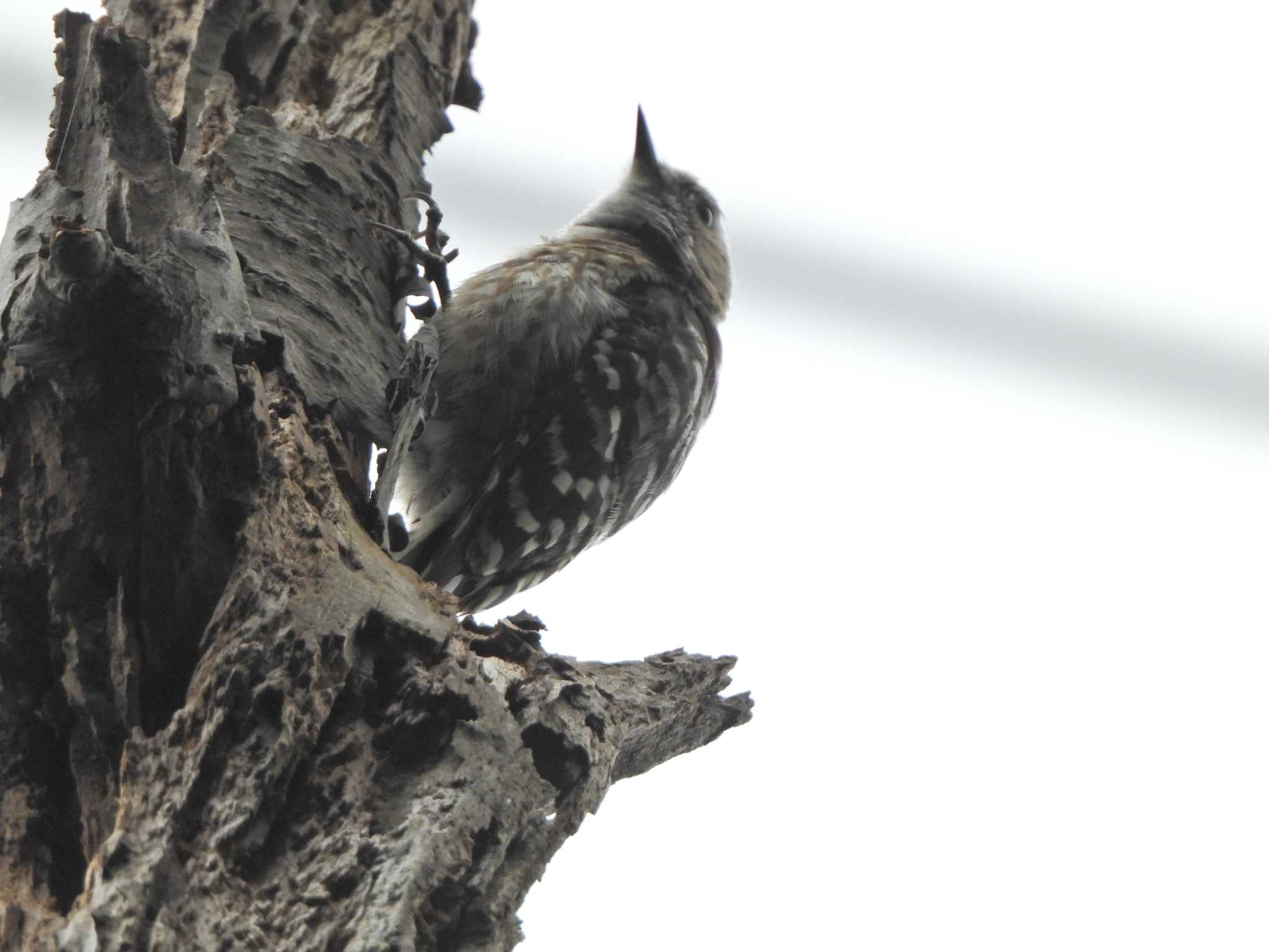 Japanese Pygmy Woodpecker