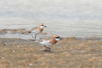 Siberian Sand Plover 鈴鹿川派川河口 Sat, 4/15/2017