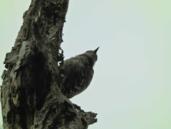 Japanese Pygmy Woodpecker 下永谷市民の森 Wed, 6/23/2021