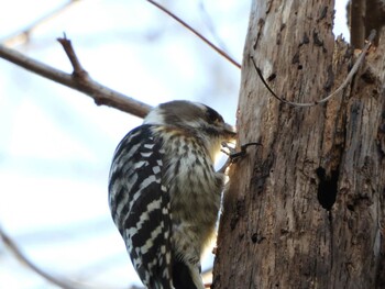 Japanese Pygmy Woodpecker 下永谷市民の森 Tue, 2/2/2021