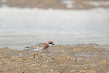 Siberian Sand Plover 鈴鹿川派川河口 Sat, 4/15/2017