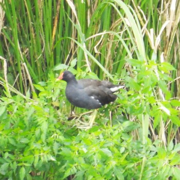 バン みやぞの野鳥の池 2021年9月5日(日)