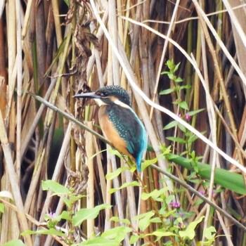 Common Kingfisher みやぞの野鳥の池 Sun, 9/5/2021