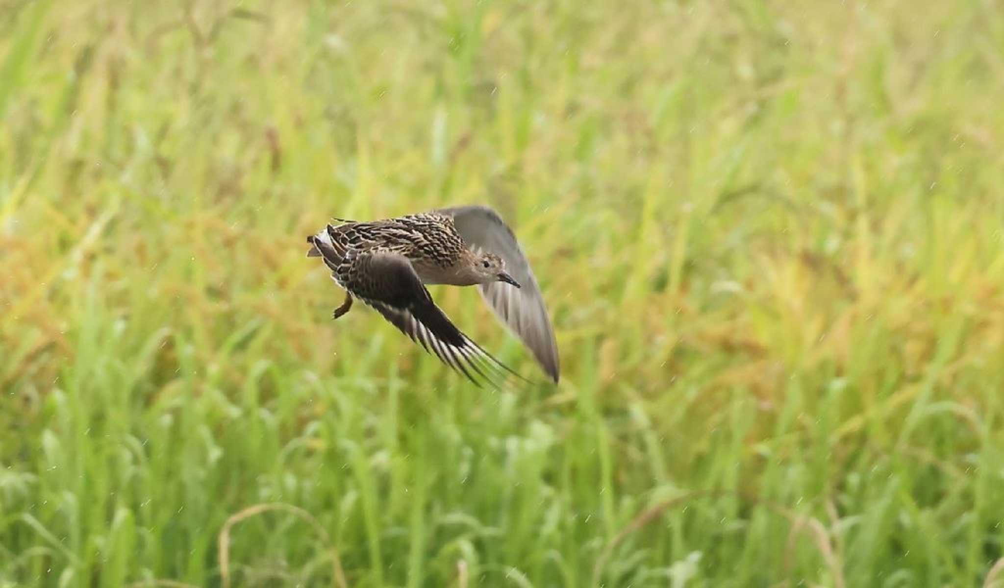  エリマキシギの写真