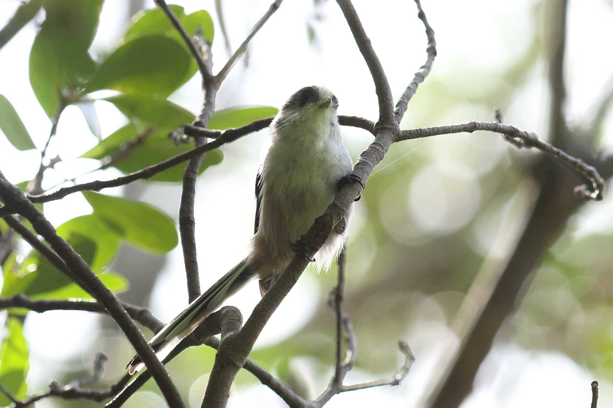 明石公園のエナガ