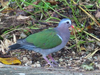 2021年9月7日(火) 宮古島(沖縄県)の野鳥観察記録