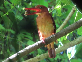 Ruddy Kingfisher(bangsi) Miyako Island Tue, 9/7/2021
