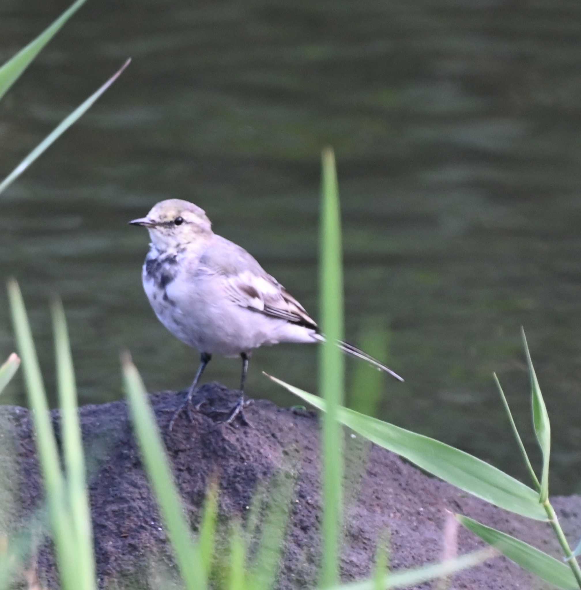 ハクセキレイの幼鳥