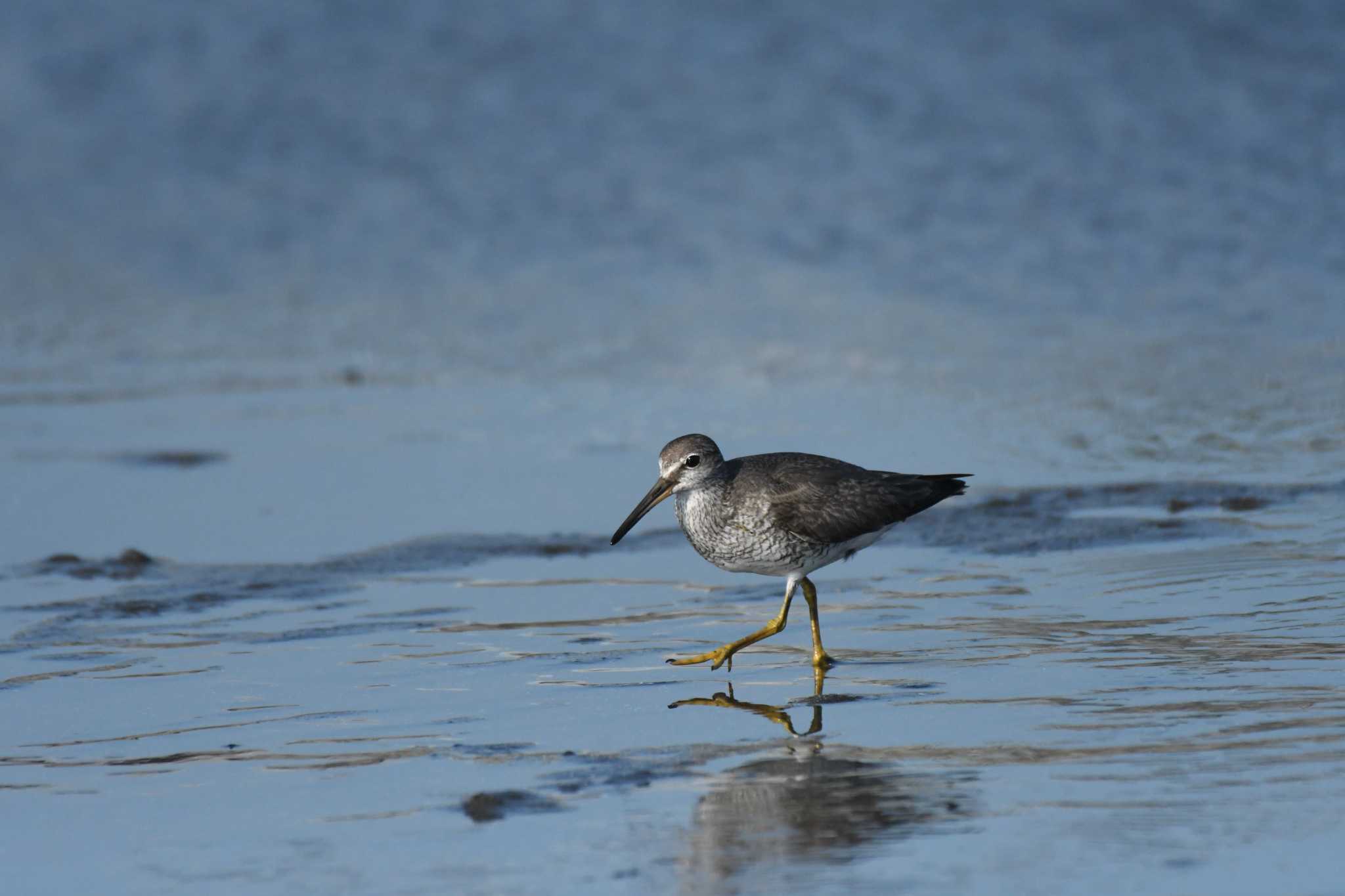 ふなばし三番瀬海浜公園 キアシシギの写真