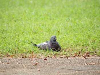 カワラバト 横浜市児童遊園地 2021年9月7日(火)