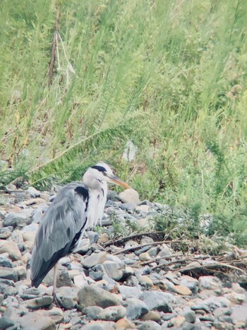 2021年9月7日(火) 浅川の野鳥観察記録