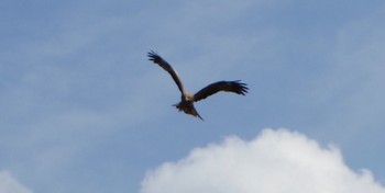 トビ 鴨川 2017年4月15日(土)