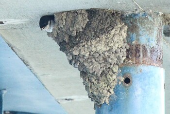 Asian House Martin 十勝地方 音更川 Wed, 9/1/2021