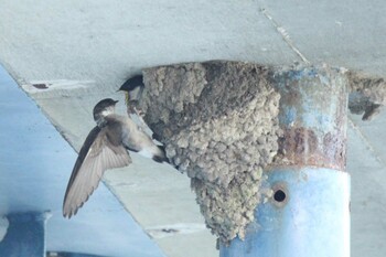 Asian House Martin 十勝地方 音更川 Wed, 9/1/2021