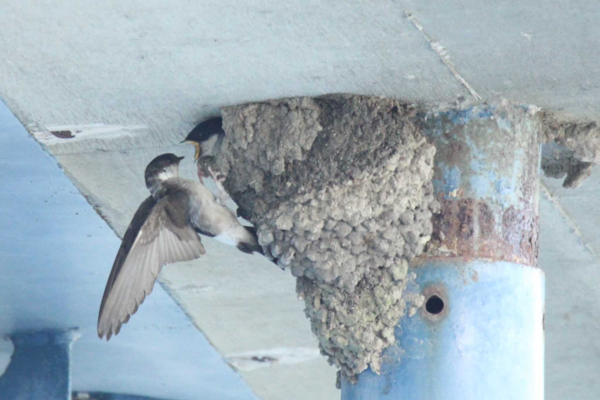 Asian House Martin